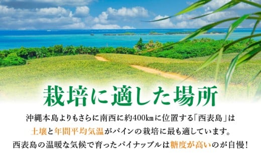 アララガマ農園発祥のピーチパイン。香り高く女性人気NO.1！国内流通量1％未満、幻の完熟ピーチパイン　ピーチパイン4kg（4～10玉） 約4kg（4～10玉）