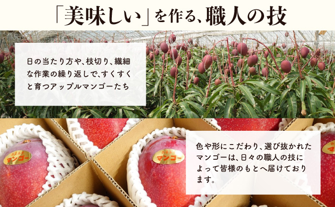 2026年 先行予約 アップルマンゴー 約4kg (8～12玉) 完熟 マンゴー ますみ農園 果物 フルーツ 005-a008_2026