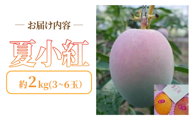 2026年 先行予約 マンゴー 夏小紅 約2kg 3～6玉 ますみ農園 甘味 スッキリ 果物 フルーツ 005-a013_2026