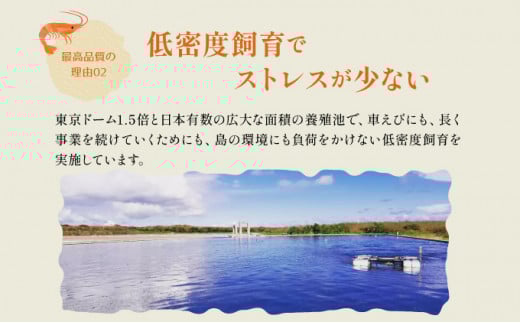 車えび 竹富島産 真空パック（冷凍） 250g 真空パック（冷凍） 250g
