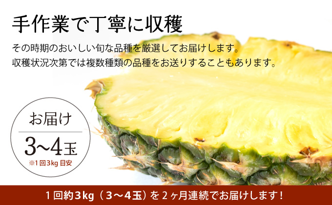 定期便 2ヶ月 2026年 先行予約 旬のパインアップル 約3kg 水鴨農園 2回 お楽しみ 果物 フルーツ 020-a003_2026