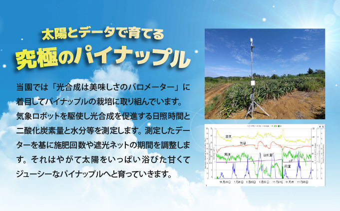 【2026年発送】ゴールドバレルビッグな１玉セット[022-a013_2026]