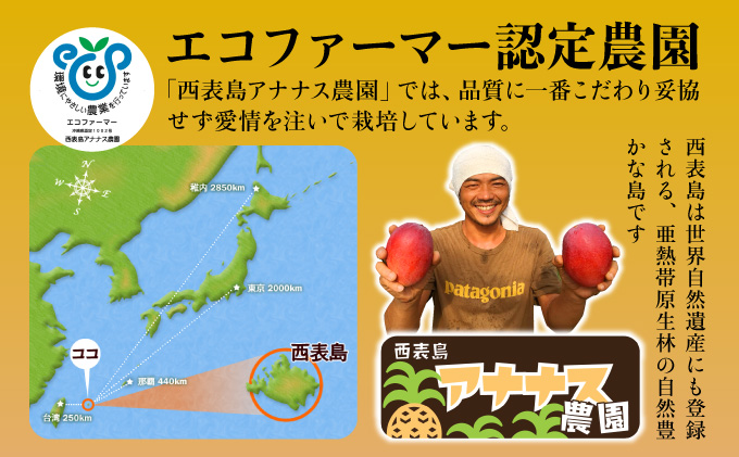 2026年 先行予約 栽培期間中 減農薬 アップルマンゴー  約1kg 2～4玉 アナナス農園 完熟 マンゴー 果物 フルーツ 023-a003_2026