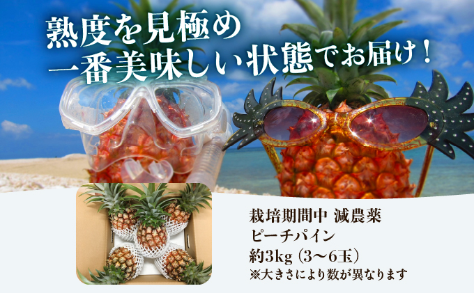 2026年 先行予約 栽培期間中 減農薬 ピーチパイン 約3kg 3～6玉 西表島アナナス農園 完熟 パイン 果物 フルーツ 023-a016_2026
