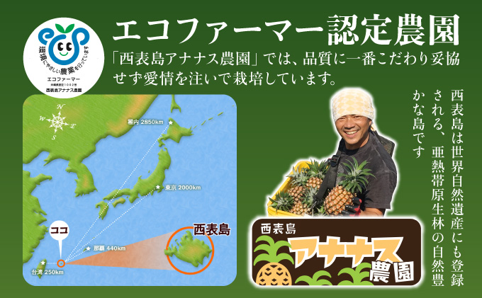 2024年 先行予約 栽培期間中 減農薬 ピーチパイン 約6kg 6～12玉 西表島アナナス農園 完熟 パイン 果物 フルーツ
