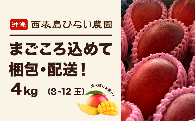 マンゴー 先行予約 沖縄 アップルマンゴー 約4kg 8玉～12玉 西表島 ひらい農園 2026年 発送 果物 フルーツ デザート 完熟 濃厚 027-a027_2026