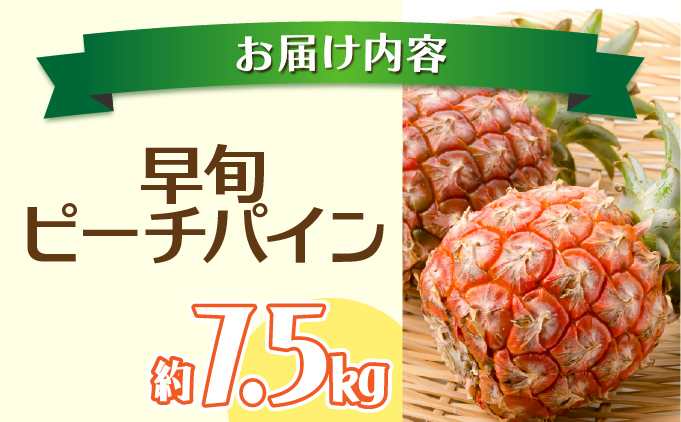2026年 先行予約 早旬 ピーチパイン 約7.5kg 夏まで待ちきれない！★ファミリーサイズ★ 西表島 初エコファーマー認定 036-a004_2026