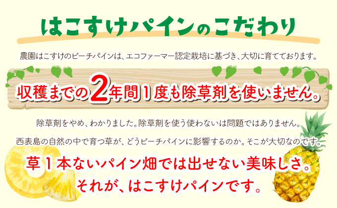定期便 2ヶ月 2026年 先行予約 ピーチパイン 約9.5kg 絶品 ★たっぷり大家族サイズ★ 西表島 初エコファーマー認定 パイン 果物 フルーツ 2回 お楽しみ 036-a009_2026