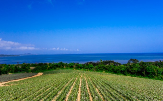 2024年 先行予約 セット パイン ジュリオスターパイン 2kg 2～3玉 レア品種 沖縄 西表島産 果物 フルーツ