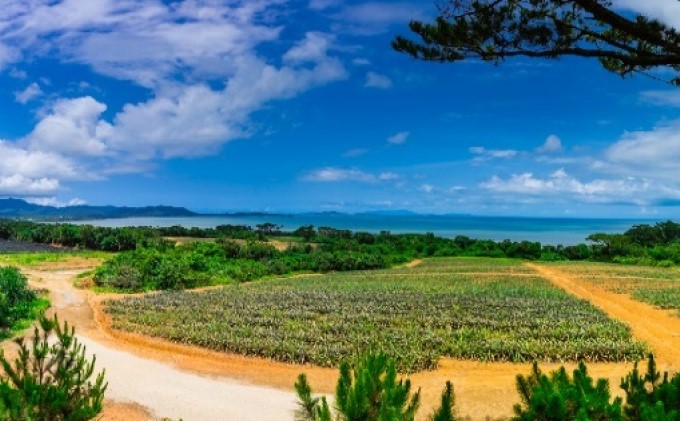 定期便 2ヶ月 2024年 先行予約 スナックパイン ピーチパイン 2種の旬のパイン パイン畑から直送