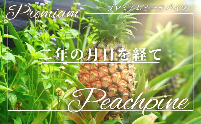 2025年 先行予約 人気No.５ 西表島ナウパカ 完熟 プレミアム ピーチパイン 約2Kg ☆栽培期間中 農薬・化学肥料不使用☆　西表島ナウパカ