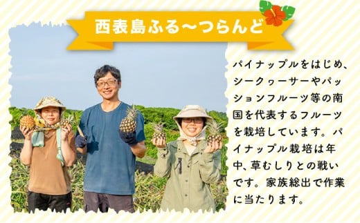 新品種高級パイナップル ホワイトココ 希少品種 ココナッツの香り 約3kg（3～4玉）