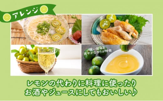 訳あり 2026年 先行予約 青切り シークヮサー 約3kg ☆西表島ふる～つらんど☆ 果物 フルーツ