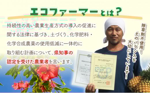 濃香ピーチパイン 約3kg 【E】★絶品★　2026年 先行予約 栽培期間中 農薬不使用 西表島 濃香 初エコファーマー認定【036-a002】 約3kg