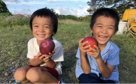 2026年 先行予約 マンゴー 夏小紅 約2kg 3～6玉 ますみ農園 甘味 スッキリ 果物 フルーツ 約2kg (3～6玉)