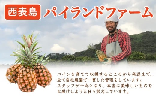 ＜訳あり！＞2026年 先行予約 大きさ不揃い お得！箱にいっぱいピーチパイン9kgセット 約９kg