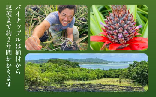 2026年 先行予約 パイナップル ついに実現！転換期間中　JASオーガニック ミニピーチ 3kg (7～8玉) 果物 フルーツ JASオーガニック ミニピーチパイン	約3kg(7～8玉)