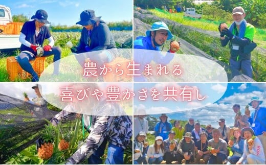 ☆新感覚の味わい☆桃のような芳醇な香りのする　『西表島産完熟ピーチパイン』 約3.5kg（5～6個入） 約3.5kg（5～6個入）