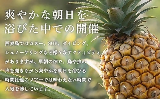 パイナップル収穫体験【2名】爽やかな朝日を浴びた中での開催♪（4月25日～6月15日開催） 2名