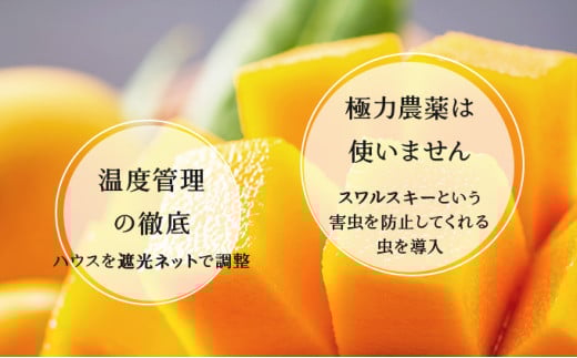 2026年 先行予約 パイン マンゴー セット トロピカルフルーツセット ますみ農園 果物