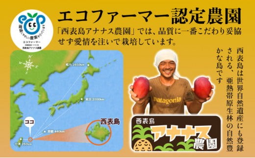 2026年 先行予約 栽培期間中 減農薬 アップルマンゴー 約1kg 2～4玉 アナナス農園 完熟 マンゴー 果物 フルーツ