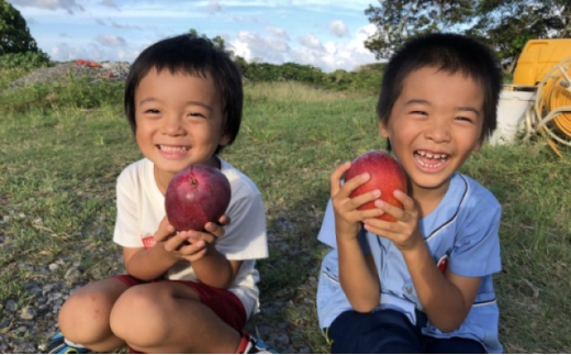 2026年 先行予約 マンゴー 夏小紅 約2kg 3～6玉 ますみ農園 甘味 スッキリ 果物 フルーツ 約2kg (3～6玉)