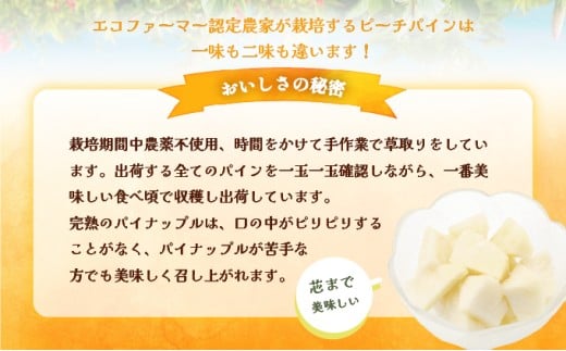 2026年 先行予約 西表島の完熟ピーチパイン 6kg (5～8玉)【嘉本商店 完熟 果物 フルーツ】お届け：5月中旬～6月中旬頃【042-a004】 6kg