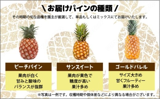 【2026年発送】南国の香り！ 早穫り完熟パイン