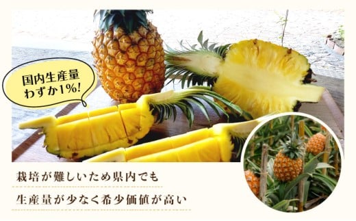 2026年 先行予約 最高級 パイン 完熟 ゴールドバレル  1.0kg以上 大玉1玉 果物 フルーツ パイナップル 大玉1玉 (1.0kg以上)