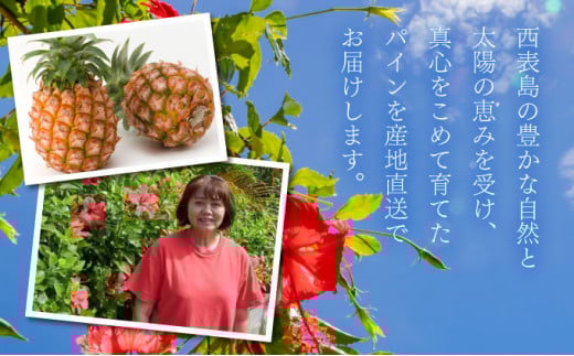 2026年 先行予約ミニピーチパイン 約2.5kg 5～7玉ちゅら西表島産!! 完熟 パイン 果物 フルーツ パイナップル
