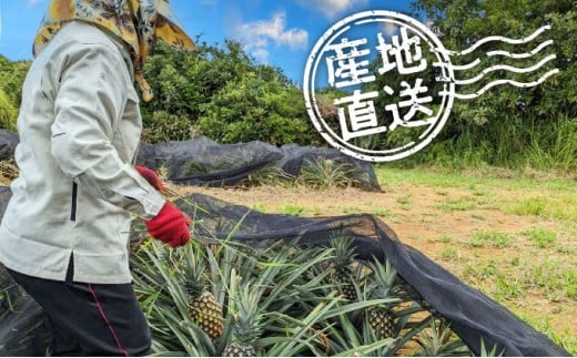 高級パイナップル 芳醇な香りと甘み サンドルチェ 約2.5kg（2～3玉）