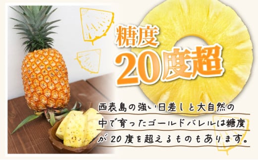 2026年 先行予約 パイン ゴールドバレル 約3kg 2～4玉 ますみ農園 甘み たっぷり パイナップル 果物 フルーツ