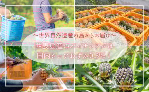 【ピーチ定期便★約4kg×3回】☆新感覚☆ 桃のような芳醇な香りのする『西表島産 完熟ピーチパイン』 2026年 発送 西表島ナウパカ パイナップル 果物 フルーツ デザート025-a014_2026