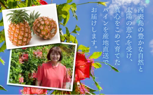 2026年 先行予約 ピーチパイン 約15kg 15～23玉 ちゅら西表島産!! ゆたか農園 完熟 パイン 果物 フルーツ パイナップル
