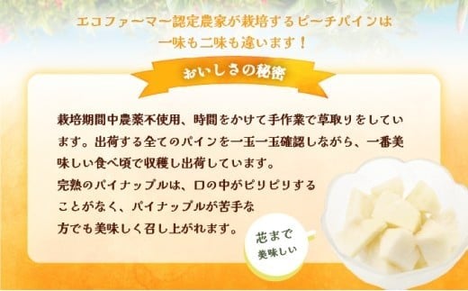 2026年 先行予約 西表島の完熟ピーチパイン 6kg (5～8玉)【嘉本商店 完熟 果物 フルーツ】お届け：5月中旬～6月中旬頃【042-a004】 6kg