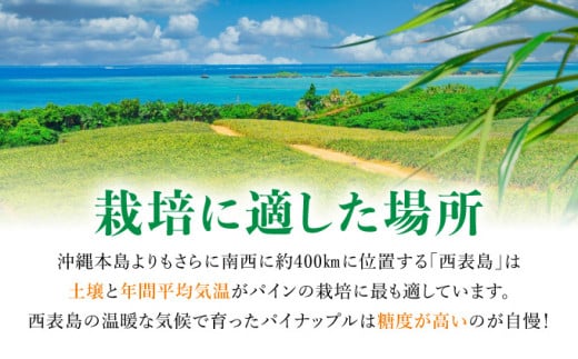 知名度NO.1！糖度が高く真っ黄色な新感覚パイン☆　ちぎって食べるスナックパイン4kg（4～10玉） 約4kg（4～10玉）