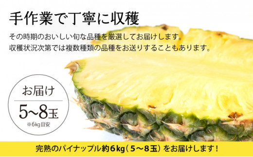 2026年 先行予約 完熟 パインアップル 約6kg 水鴨農園 パイン パイナップル 果物 フルーツ 約6kg