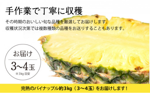 2026年 先行予約 完熟 パインアップル 約3kg 水鴨農園 パイン パイナップル 果物 フルーツ 約3kg