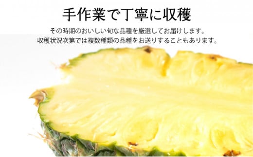 2026年 先行予約 セット 黒糖 完熟 パイン 水鴨農園 西表島産 パイナップル 果物 フルーツ