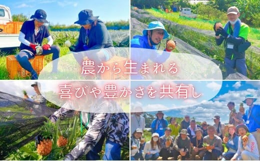 【訳あり】☆新感覚の味わい☆桃のような芳醇な香りのする　『西表島産完熟ピーチパイン』 約3kg 約3kg