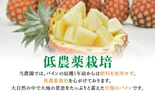 アララガマ農園発祥のピーチパイン。香り高く女性人気NO.1！国内流通量1％未満、幻の完熟ピーチパイン　ピーチパイン2kg（2～4玉） 約2kg（2～4玉）