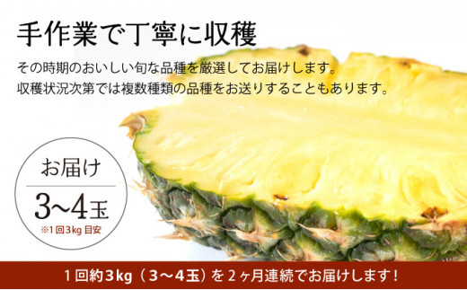 定期便 2ヶ月 2026年 先行予約 旬のパインアップル 約3kg 水鴨農園 2回 お楽しみ 果物 フルーツ ＜定期便＞約3kg×2回(計約6kg)