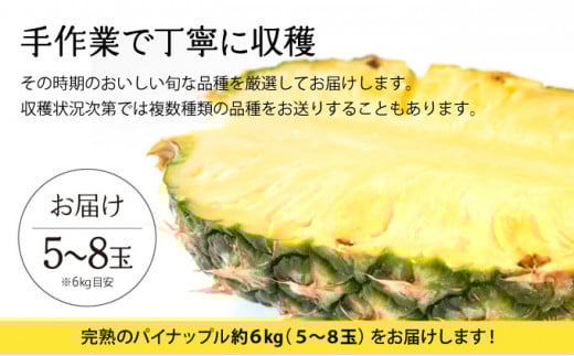 2026年 先行予約 完熟 パインアップル 約6kg 水鴨農園 パイン パイナップル 果物 フルーツ 約6kg