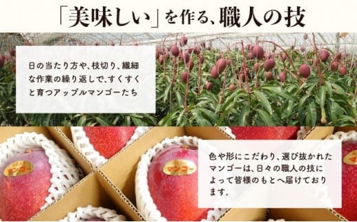 2026年 先行予約 アップルマンゴー 約4kg (8～12玉) 完熟 マンゴー ますみ農園 果物 フルーツ 約4kg（8～12玉）