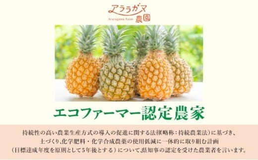 高級感No.1！開発に30年・栽培に3年。パイナップルの最高峰ゴールドバレル1.5kg(1玉) 1.5kg(1玉)