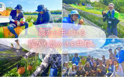 【訳あり】☆新感覚の味わい☆まるで桃のような甘～い香り　『西表島産完熟ピーチパイン』 約3.5kg 約3.5kg