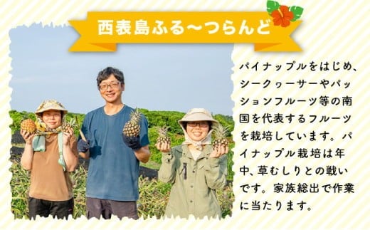 2026年 先行予約 島パイン (ハワイ種) 約2.5kg（2～3玉） パイナップルの王道 西表島産 パイン 果物 フルーツ 約2.5kg（2～3玉）