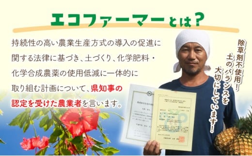 夏まで待ちきれない！早旬ピーチパイン 約3kg【E-SOU】　2026年 先行予約 栽培期間中 農薬不使用 西表島 初エコファーマー認定【036-a001_2026】 約3kg