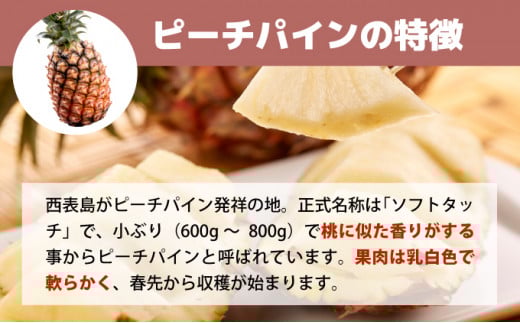 【2026年5月～7月（全3回発送）】南国の美味しさを！パイナップル 定期便 B