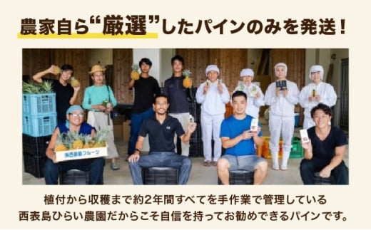 2026年 先行予約 スナックパイン 約4.5kg 6玉 西表島ひらい農園 パイナップル 果物 フルーツ パイン 約4.5kg 6玉